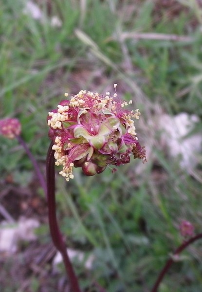 Fiore multicolore - Sanguisorba minor